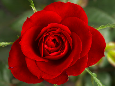 Rose for Joyfulness & Softening