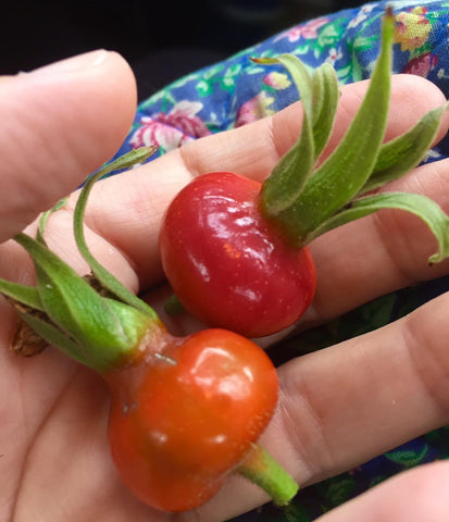 Rosa Rugosa Hips