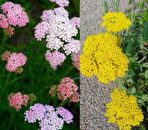 Yarrow Plant