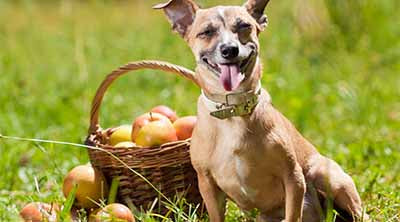 dog sitting in front of basket of apples