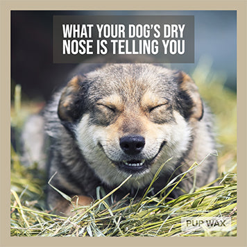 caring for your dog's nose
