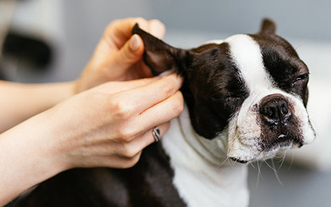 dog ears being cleaned by groomer