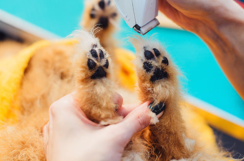paw pads to remove excess hair