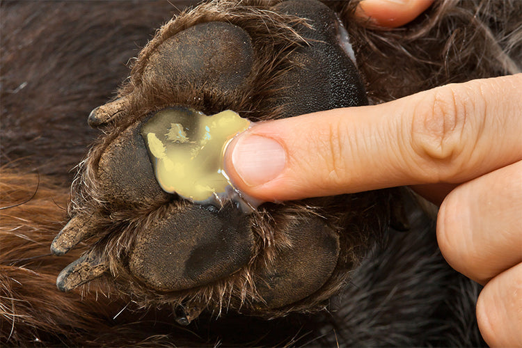 paw wax or paw balm