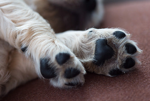 Clean, Moisturize, & Protect Your Dog's Paws