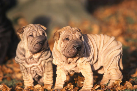 "Wrinkly" dog breeds born