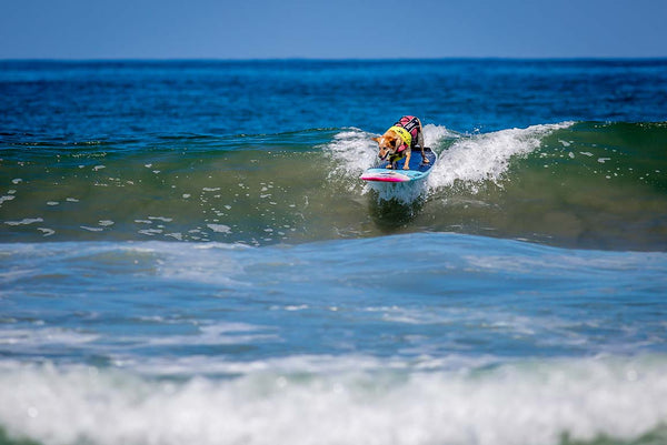 surfing in San Diego