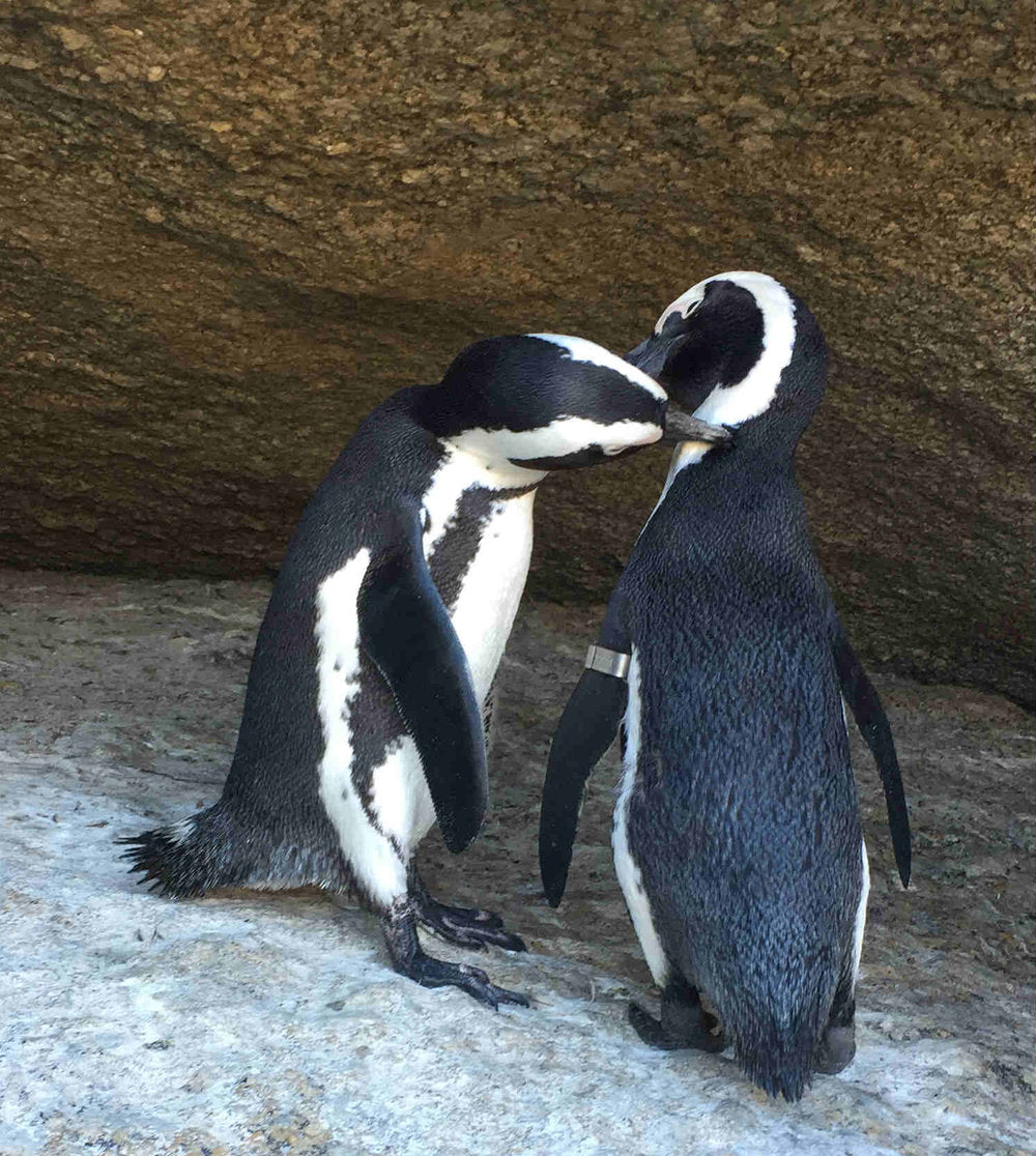 A parte da praia que é possível chegar mais perto dos pinguins - Foto: Arquivo pessoal