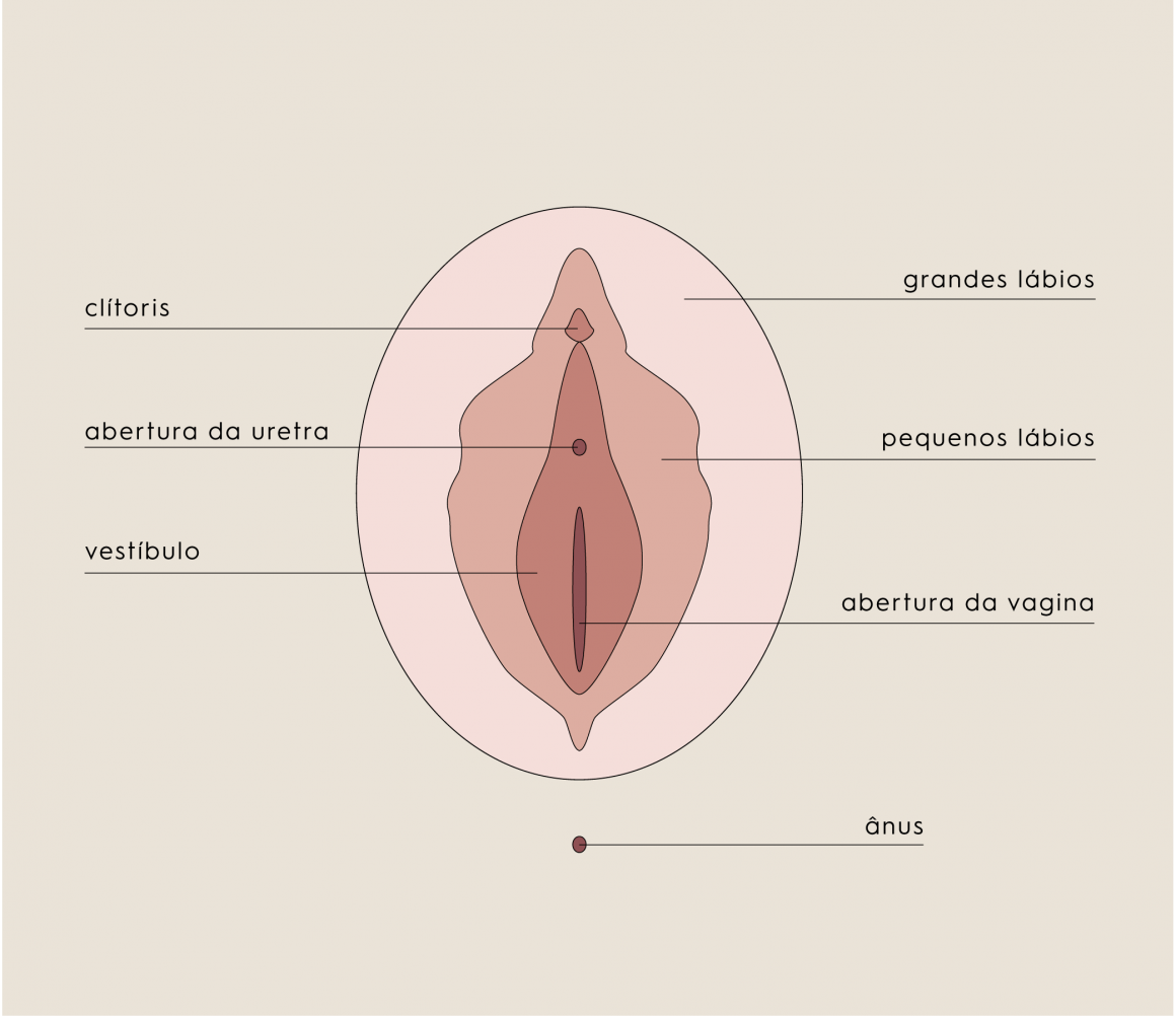 Vulva feminina