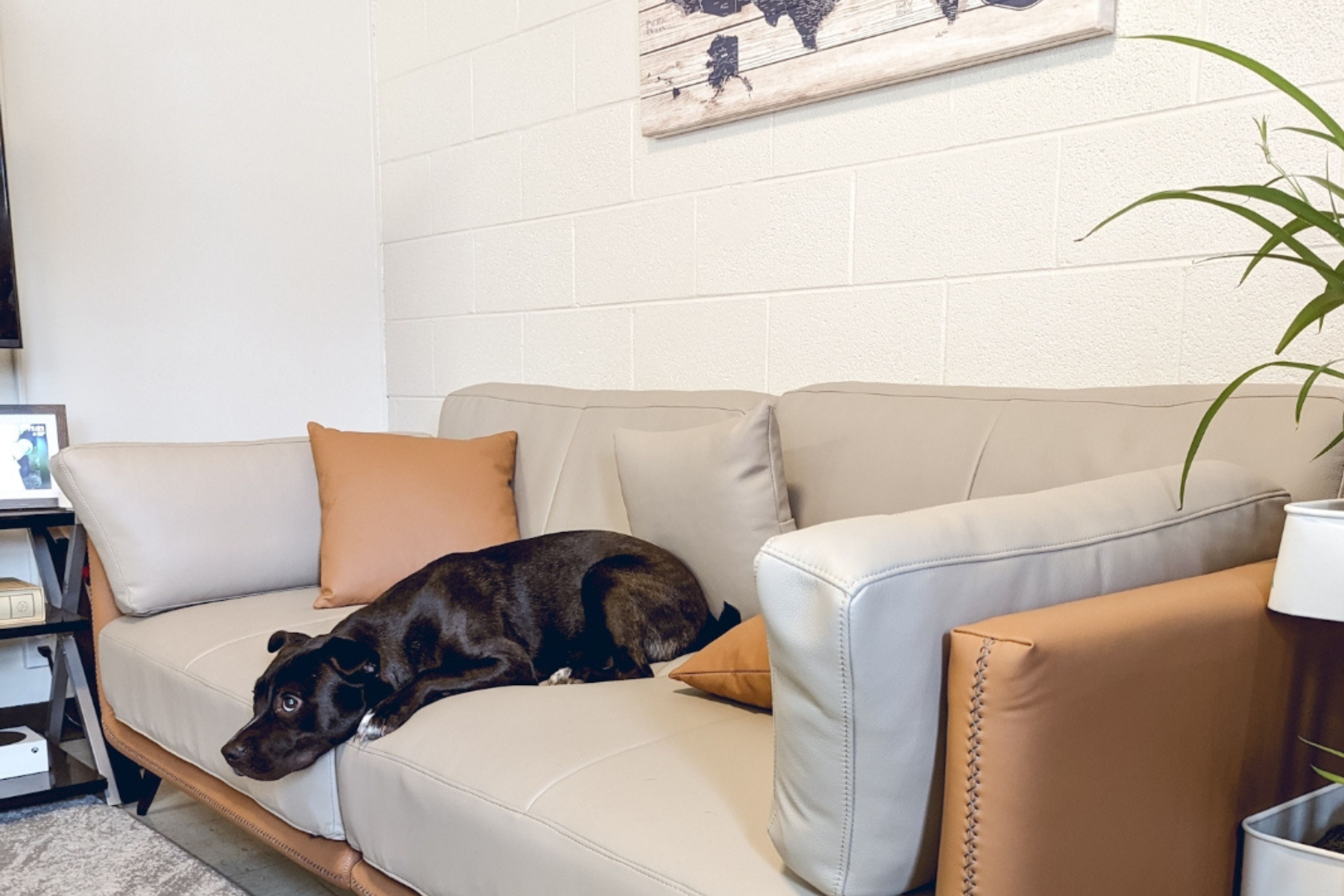 best sofa for dogs