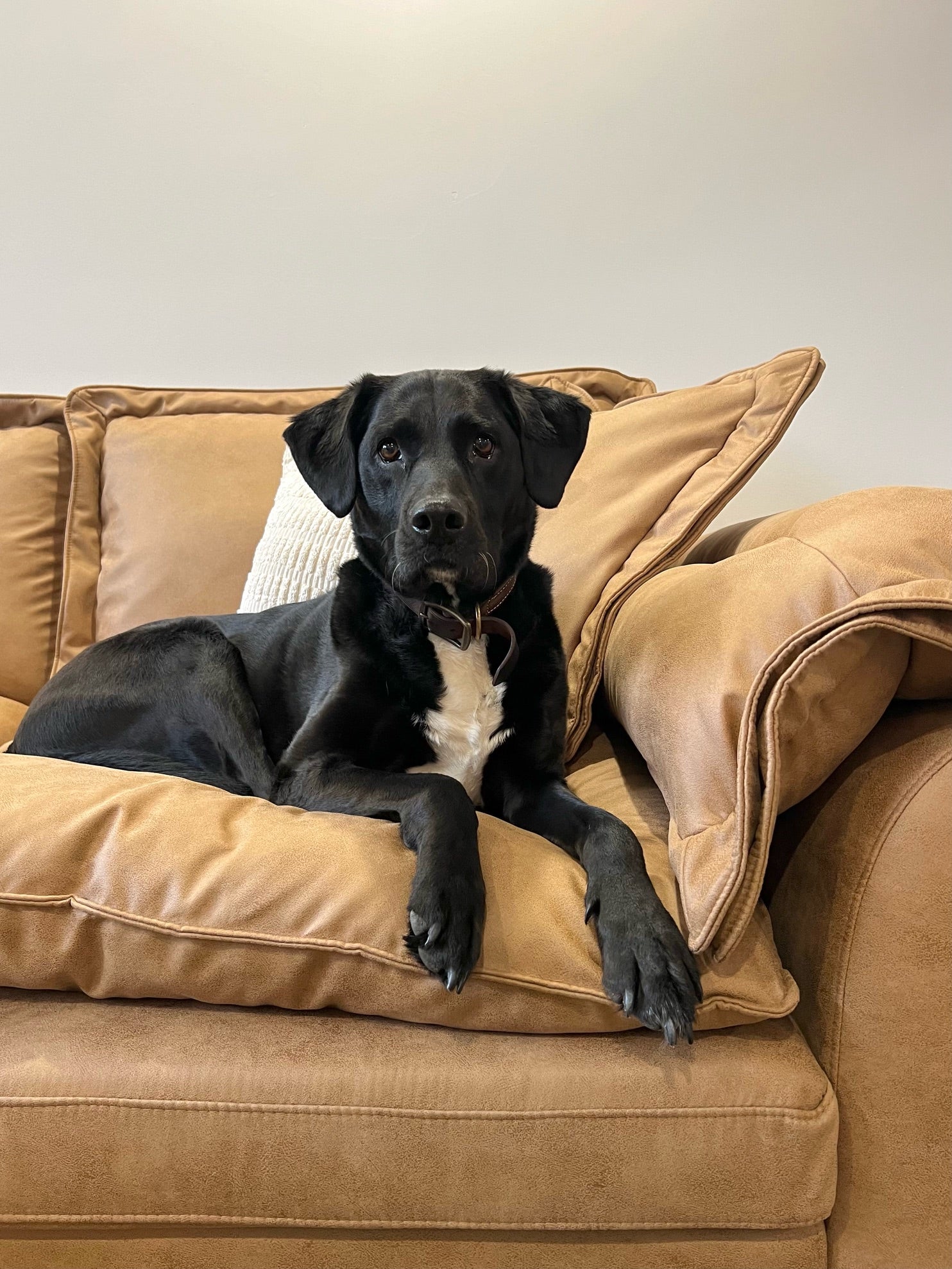 couch covers for dogs