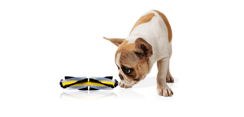 robotstofzuiger-huisdieren-hond-snuffelt-aan-een-hoofdborstel-van-de-robot-op-een-witte-achtergrond