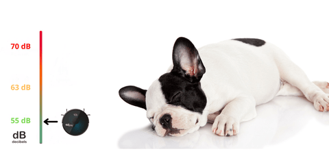 robotstofzuiger-tegen-dierenhare-hond-die-slaapt-op-een-witte-achtergrond-door-een-stille-robotstofzuiger