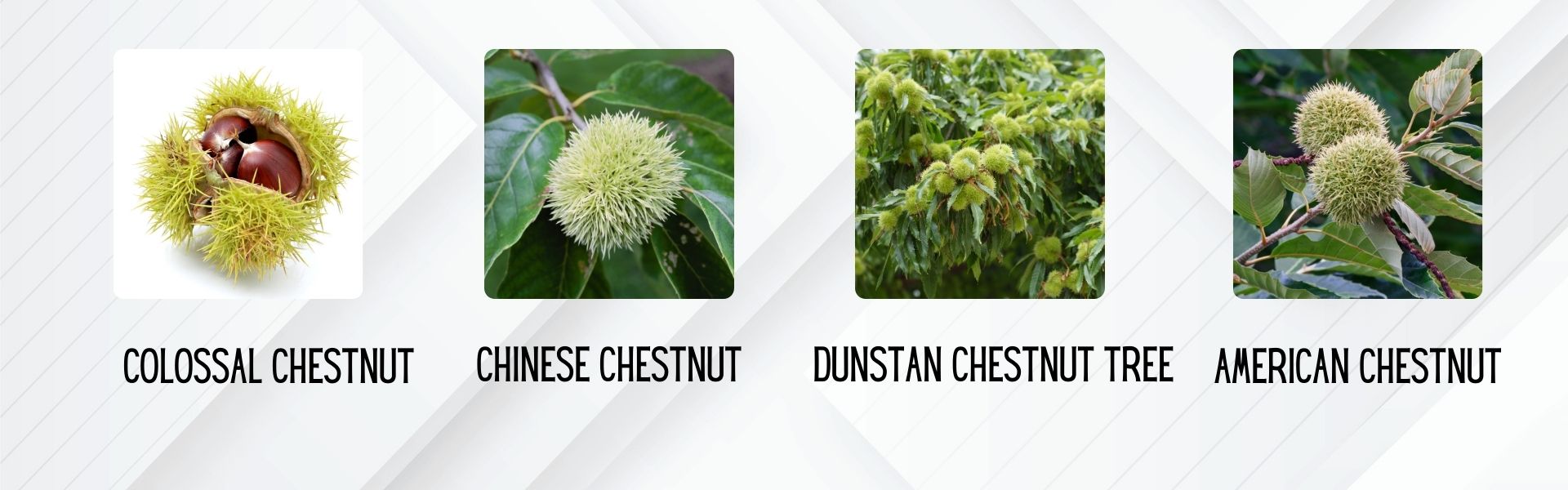 Chestnuts