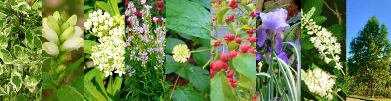 Soggy Sunny soil plants