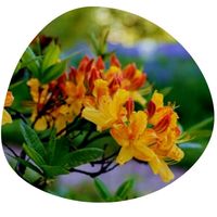 yellow rhododendron