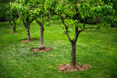 Fruit trees in the ground