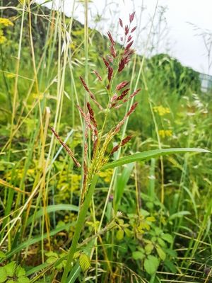 johnson grass