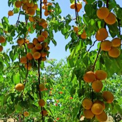 Chinese Apricots