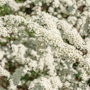 Fast Growing Spirea