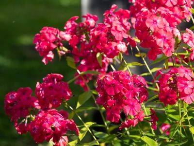 Perfumed Phlox