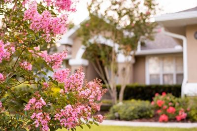 Crape Myrtle