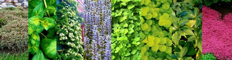 Groundcover perennials