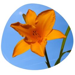 daylily full sun