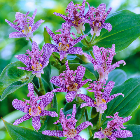 Tricyrtis hirta