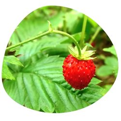 wild strawberry