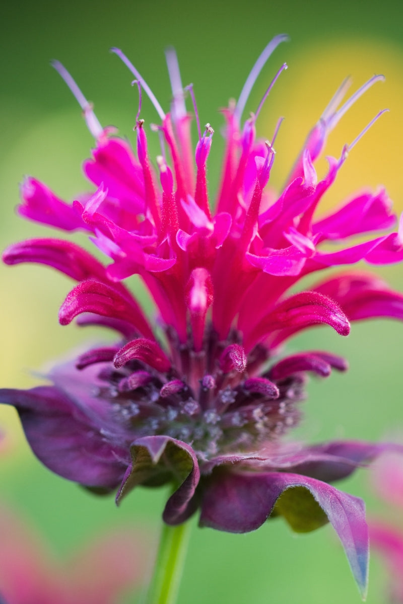 Bee Balm