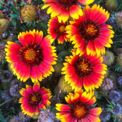 Blanket Flower