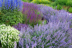 Catmint Landscape