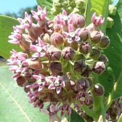 milkweed