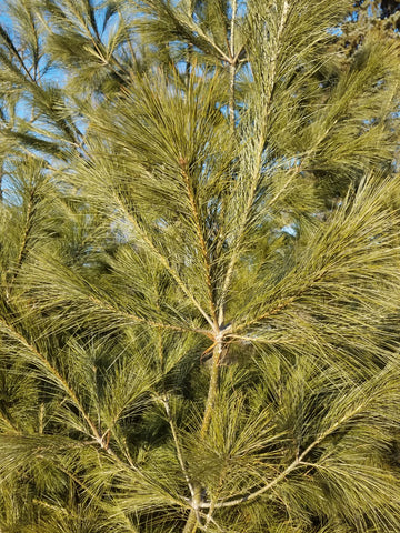 White Pine Tree