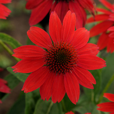 red echinacea