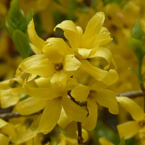 Forsythia