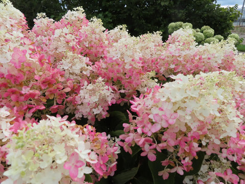 French manicure panicle hydrangea