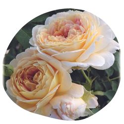 Outstanding Grandiflora Fun in the Sun™ Rose