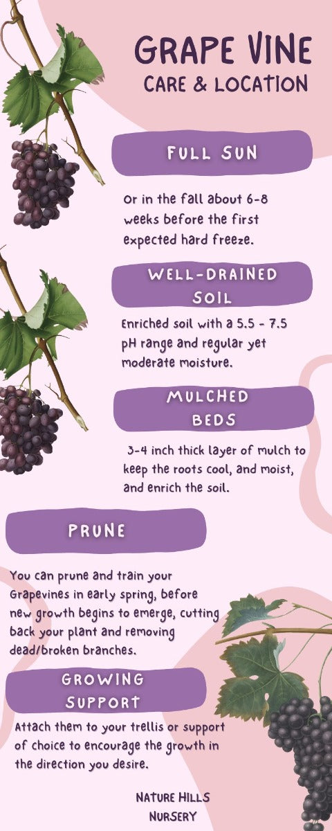 Grape Vine Care and Location