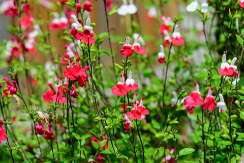 cut flower salvia