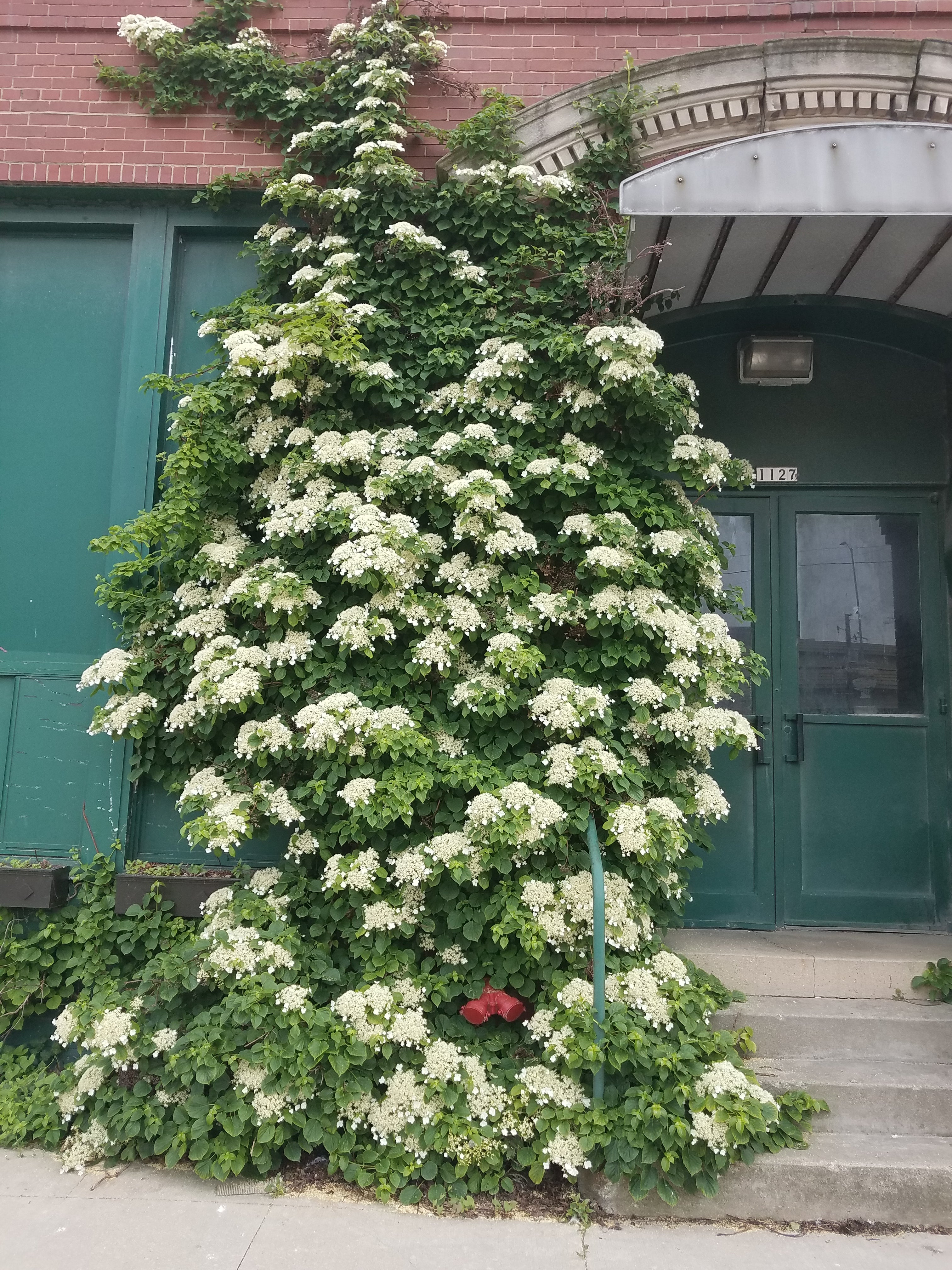 Climbing Hydrangeas