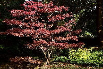 Japanese Maples