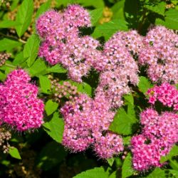 Japanese Spirea