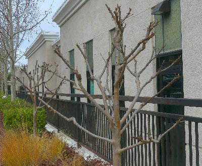 hard pruned crape myrtle tree