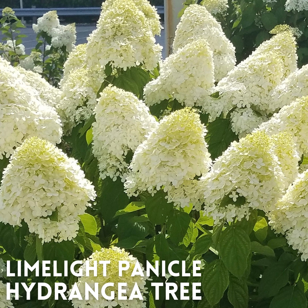 Limelight Panicle Hydrangea Tree