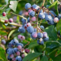 blueberry bush