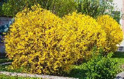 forsythia