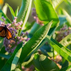 Milkweed vine