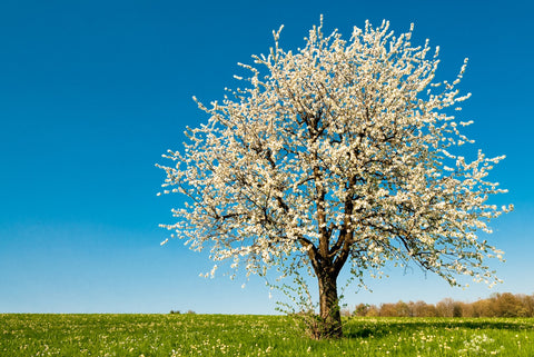 montmorency blooming